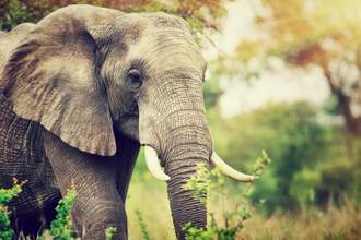 the front half of an elephant standing to the left of the screen in a forrest setting