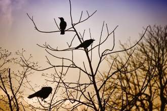 three crows sitting in a tree during dusk