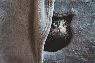 timid cat