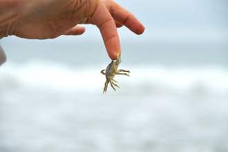 tiny crab grabs hold of a persons finger