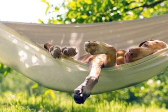 tired dog laying in a hammock