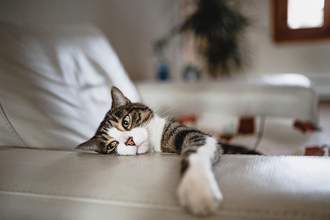 tired looking cat