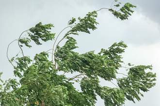 tree blowing in wind