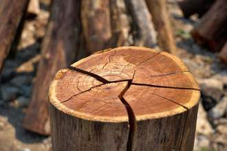 tree stump with large cracks down the middle