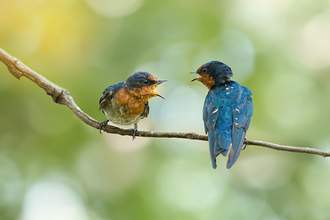 two birds talking