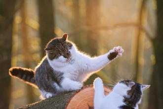 two cats fighting outside