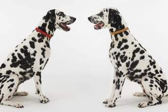 two dalmatians looking at each other