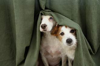 two dogs hiding behind curtain