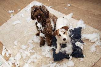 two dogs who have ripped a pillow apart on the floor