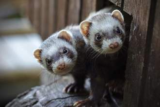 two ferrets peaking out of a hole