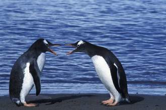 two gentoo penguins having a heated argument