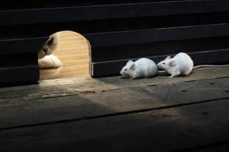 two mice hiding from a cat