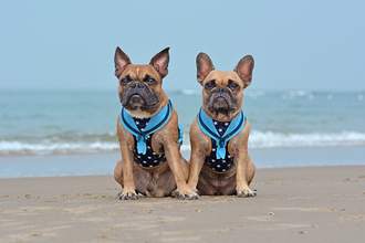two pugs who look similar