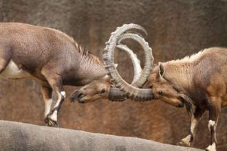 two rams butting heads