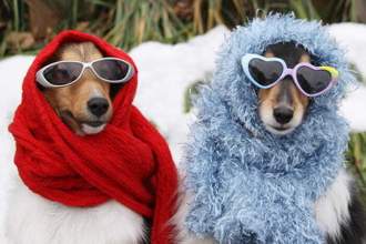 two shetland sheepdogs looking stylish wearing sunglasses and scarves
