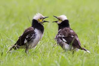 two small birds chirping at one another in the grass
