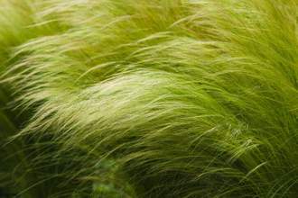 undulating close up of barley