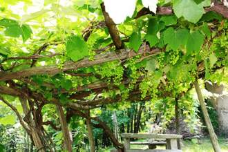 vineyard vines hanging overhead