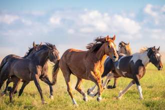 wild horses running free