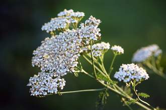 wildflowers photo