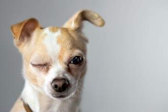 winking dog