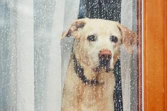 yellow lab looking sad while staring outside of a rain covered window