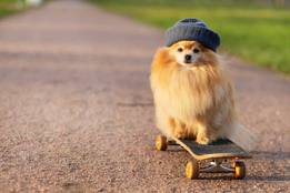 skateboard-dog-hat