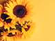 a bouquet of sunflowers on a yellow background