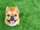 a french bulldog staring up at the camera