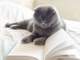 a gray cat reading a book of very advanced vocabulary