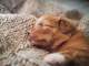 a very adorable very young puppy snuggling into a blanket its very very cute