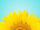 a closeup of a sunflower