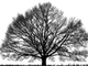 a large tree with many branches
