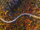 a top down image of road through an autumn forest
