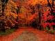 autumnal-forests