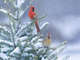 cardinals in a pine tree