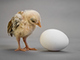 chicken or egg