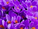 field of crocuses