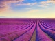 field of lavender