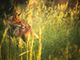 fox in summer forest