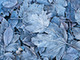 frosted autumn leaves