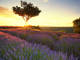 lavender fields in france