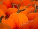 pumpkin patch closeup