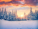 snow covered pine trees in front of a setting or perhaps rising sun