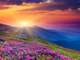 sunrise over a field of desert flowers