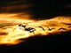 sunset with seagulls