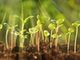 young plant shoots