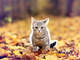 your joy will turn to ashes in your mouth cat
