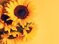a bouquet of sunflowers on a yellow background