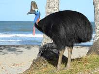 a cassowary positioning its body to the left standing on a patch of grass before two trees and the ocean in the background